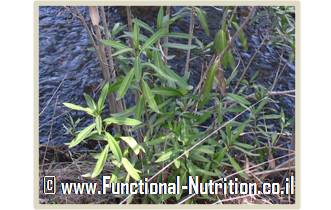 הרדוף הנחלים (Nerium oleander) - שמורת טבע עיון